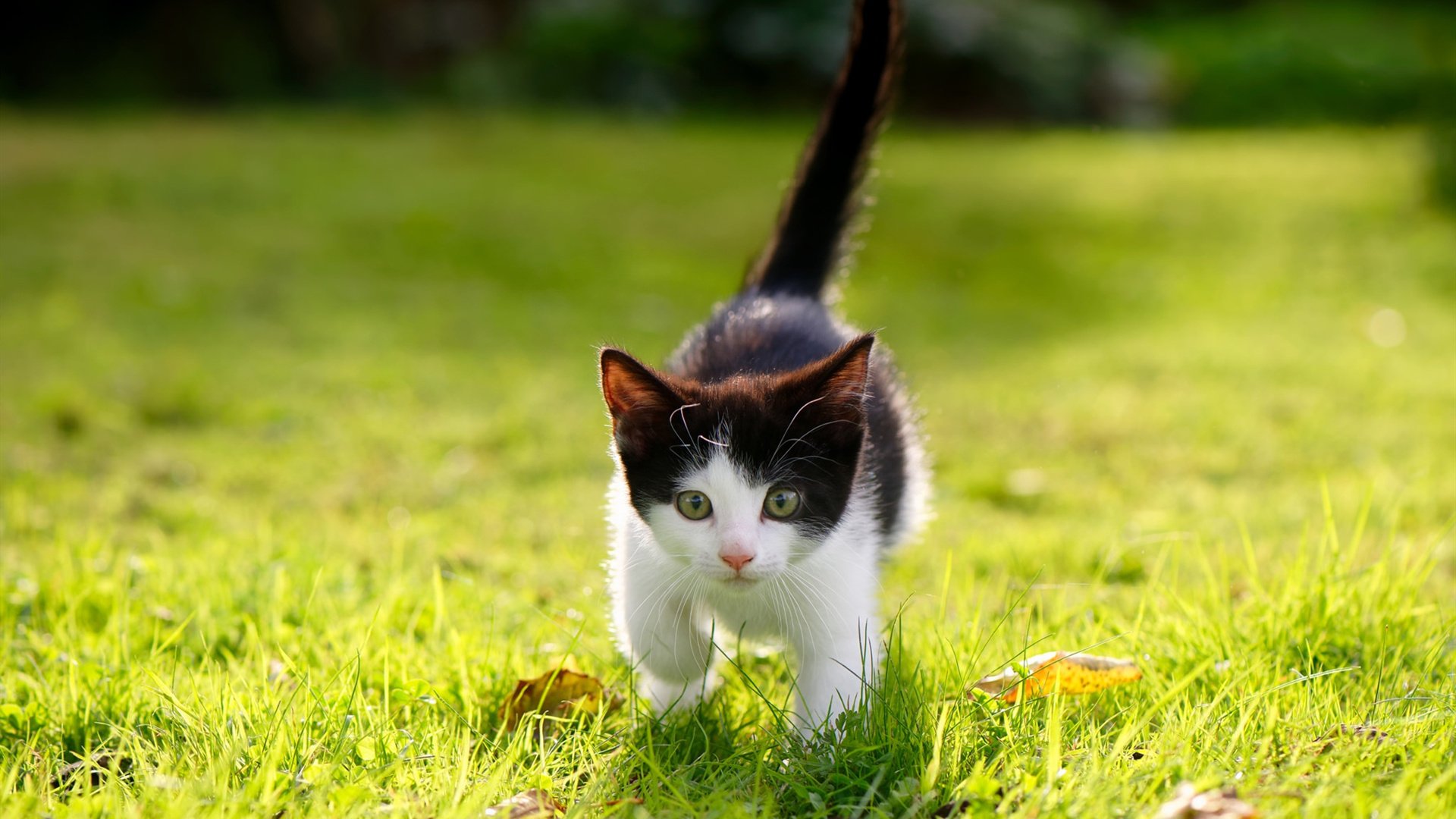 互联网+足球:创新模式激发全民运动热情,足球的创新