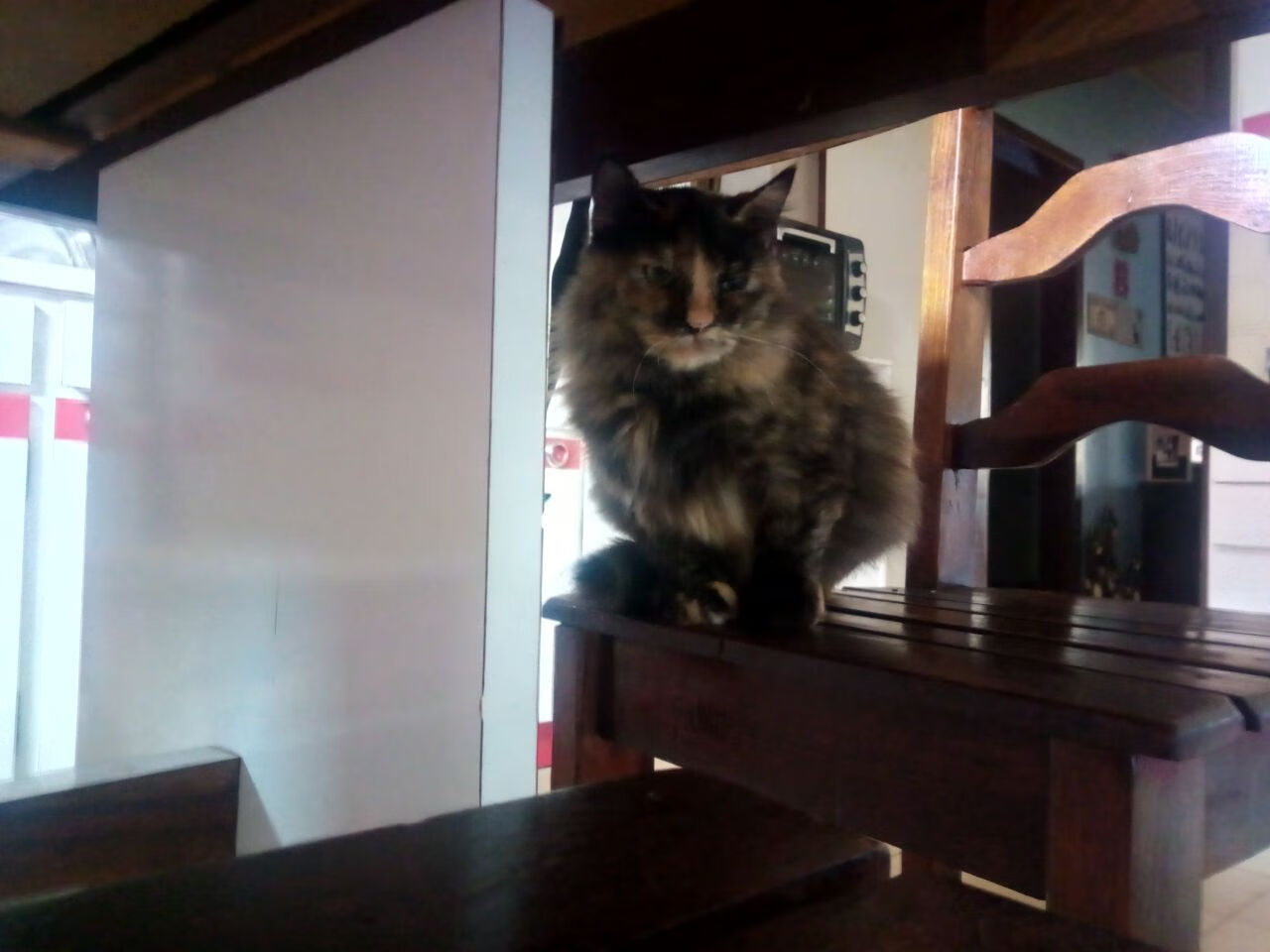 伊朗队震撼冬奥足球赛场,首战完胜瑞典,伊朗队足球队