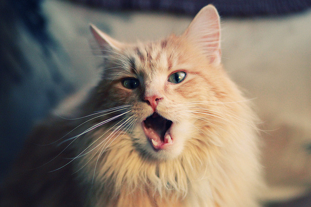 在与雷霆的大战中，他连续多次封堵对手破篮，包括多次阻止“空中飞人”的扣篮！