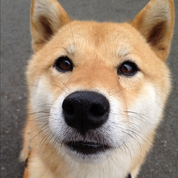 塞内加尔男足在巴黎奥运会上获得银牌，创历史，塞内加尔国足